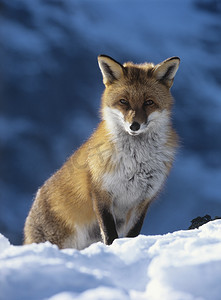 十字狐狸摄影照片_狐狸坐在雪地里
