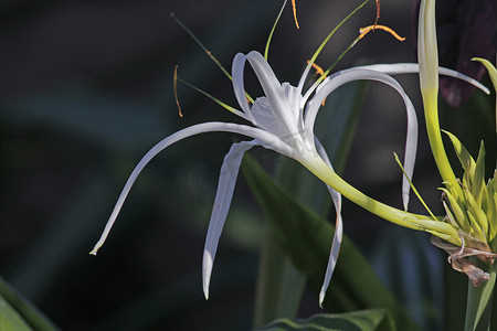 蜘蛛百合、海滩蜘蛛百合、Hymenocallis littoralis