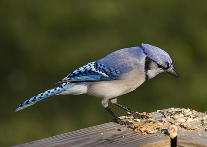 冠蓝鸦 (Cyanocitta cristata)