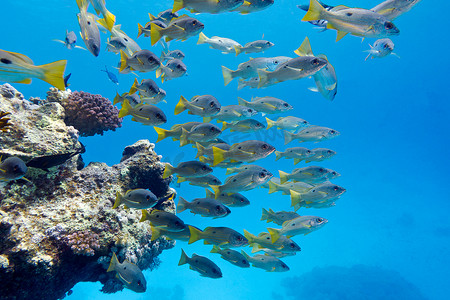 红海吉达摄影照片_热带海底的珊瑚礁与鲣鱼群