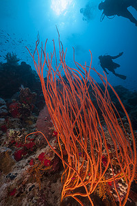 赶车鞭子摄影照片_红簇鞭子和红海中的潜水员。