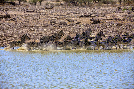 斑马在埃托沙国家公园的水坑中奔跑