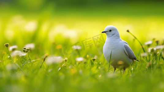 白鸽站在草地上