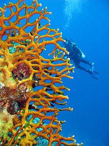 蓝水背景下热带海域的珊瑚礁与火珊瑚和潜水员