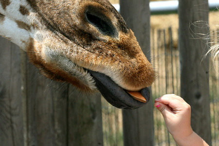 胡萝卜鼻子摄影照片_长颈鹿的舌头