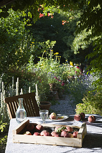 露天花园摄影照片_花园桌上桃子的特写，背景是植物