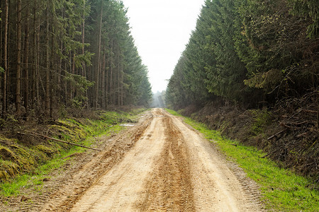 森林里的土路