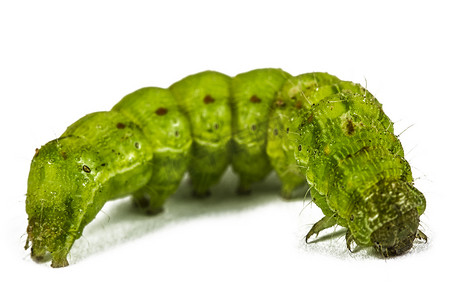 绿色毛毛虫的特写，隔离在白色背景上