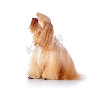 米色装饰小狗坐在白色背景上。