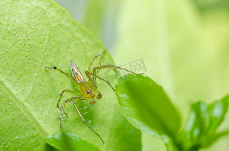 绿色自然中的长腿蜘蛛