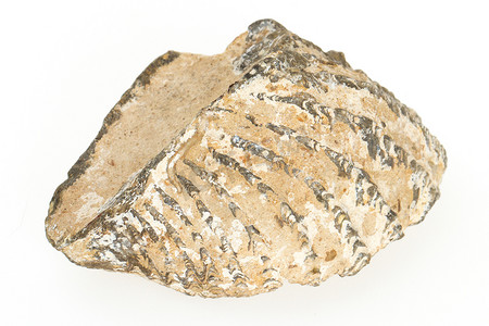 非常古老的贝壳化石