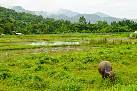 田野农民摄影照片_泰国乡村田野里的水牛