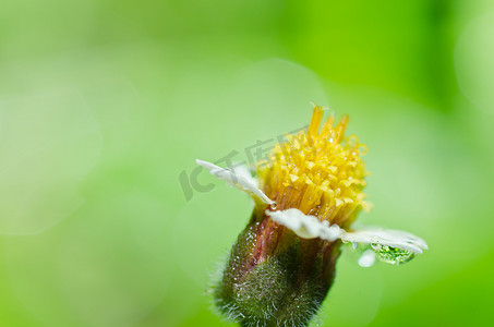 生活中的球摄影照片_绿色自然中的黄花杂草