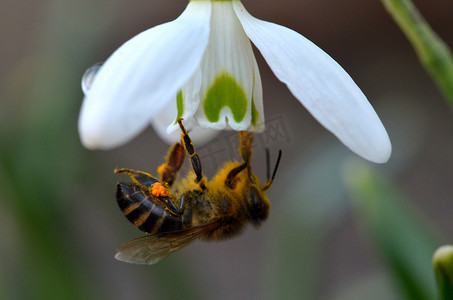 雪花莲上的蜜蜂