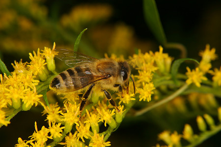 西方蜜蜂 (Apis mellifera)