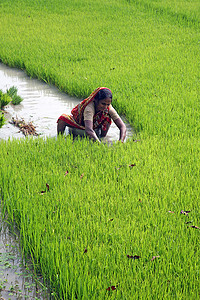 乡下摄影照片_在西孟加拉邦博松蒂水稻种植园工作的农村妇女