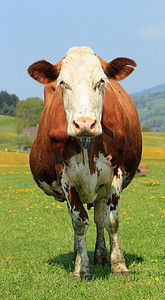一头牛的肖像