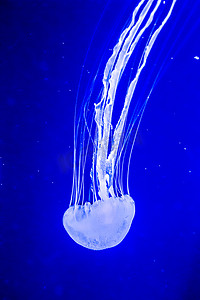 美丽的水母在迪拜水族馆里缓慢移动
