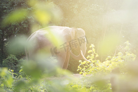 大象与人摄影照片_大象在森林里与耀斑光