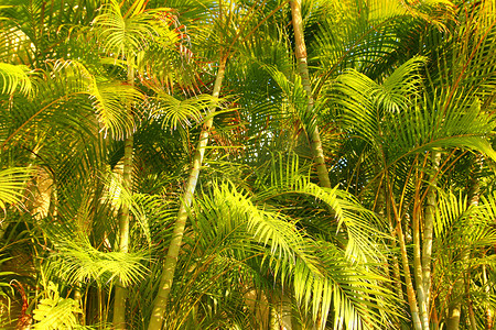 Chrysalidocarpus lutescens 棕榈树丛林