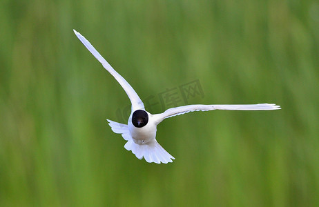 飞翔的黑头鸥 (Larus rodibundus)。