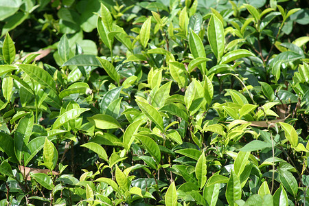 种茶摄影照片_斯里兰卡的茶园