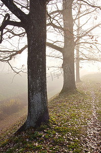 椴树的树干沉入雾中。