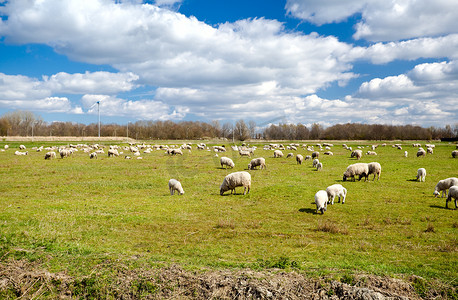 有很多羊的大牧场