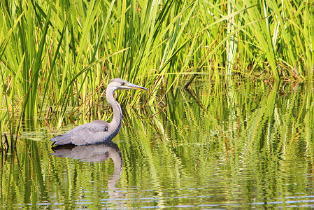 灰鹭（Ardea cinerea）。