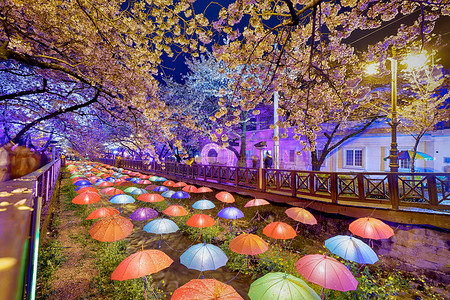 夜晚的樱花，韩国釜山市