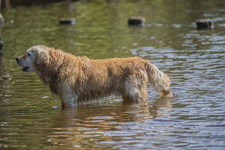 狗洗澡摄影照片_金毛犬在海里沐浴