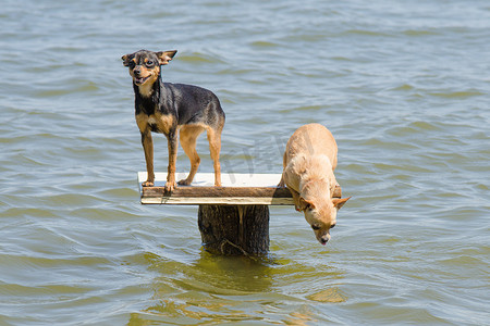 河边的桌子上有两只狗 — 俄罗斯玩具狗和吉娃娃狗想跳进水里