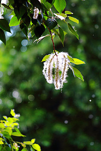 盛开的白杨树枝