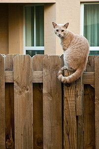 天猫头图摄影照片_栅栏上的猫