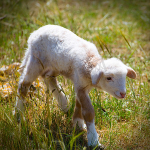 小羔羊新生羊站在草地上