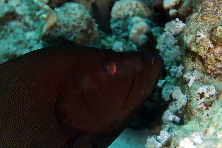 红海的红口石斑鱼。