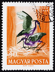 purpurea摄影照片_匈牙利邮票 1959 年紫鹭，Ardea Purpurea