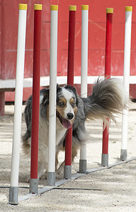 澳大利亚牧羊犬的敏捷性