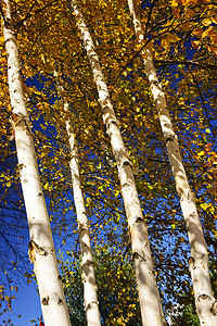 水墨杨树摄影照片_秋天的白桦树