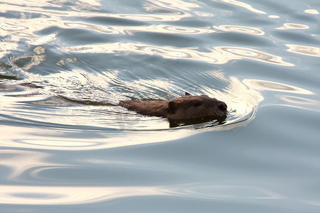 立冬游泳摄影照片_海狸在清澈的水中游泳