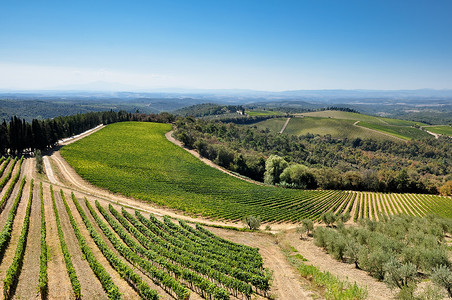 红酒摄影照片_托斯卡纳田野、葡萄园和橄榄树