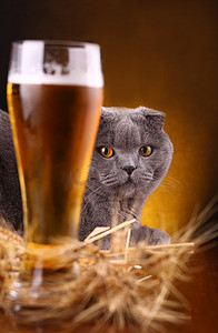 猫和啤酒