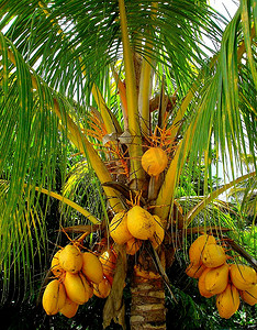 艾丁摄影照片_椰子树