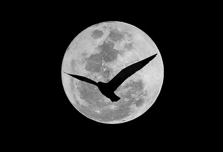 月球上的海鸥