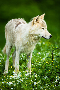 北极狼摄影照片_北极狼（Canis lupus arctos）又名极地狼或白狼