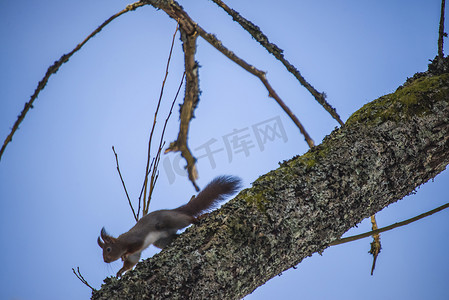 油松摄影照片_松鼠爬到树上