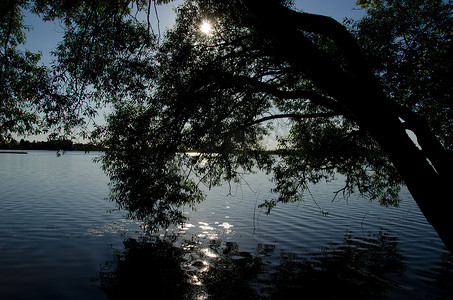 柳树枝湖水太阳光束反射