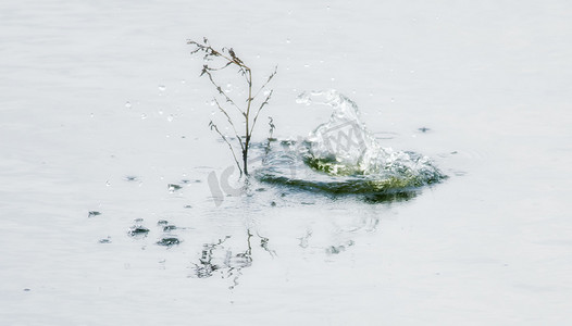 水中溅出一小片水花