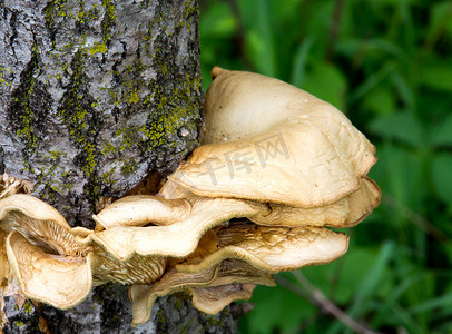 蘑菇附着在树的侧面