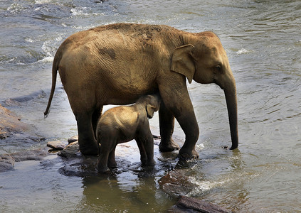 印度大象家族。